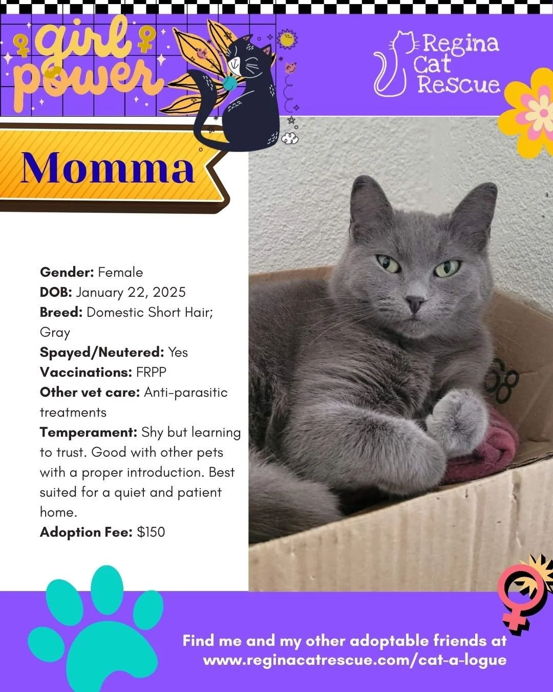 March is the month to celebrate strong, resilient, history making women, and at Regina Cat Rescue, we are celebrating some powerful ladies of our own. 🐾✨ ⁠
From fearless mamas who raised their kittens on the streets to independent queens who rule th