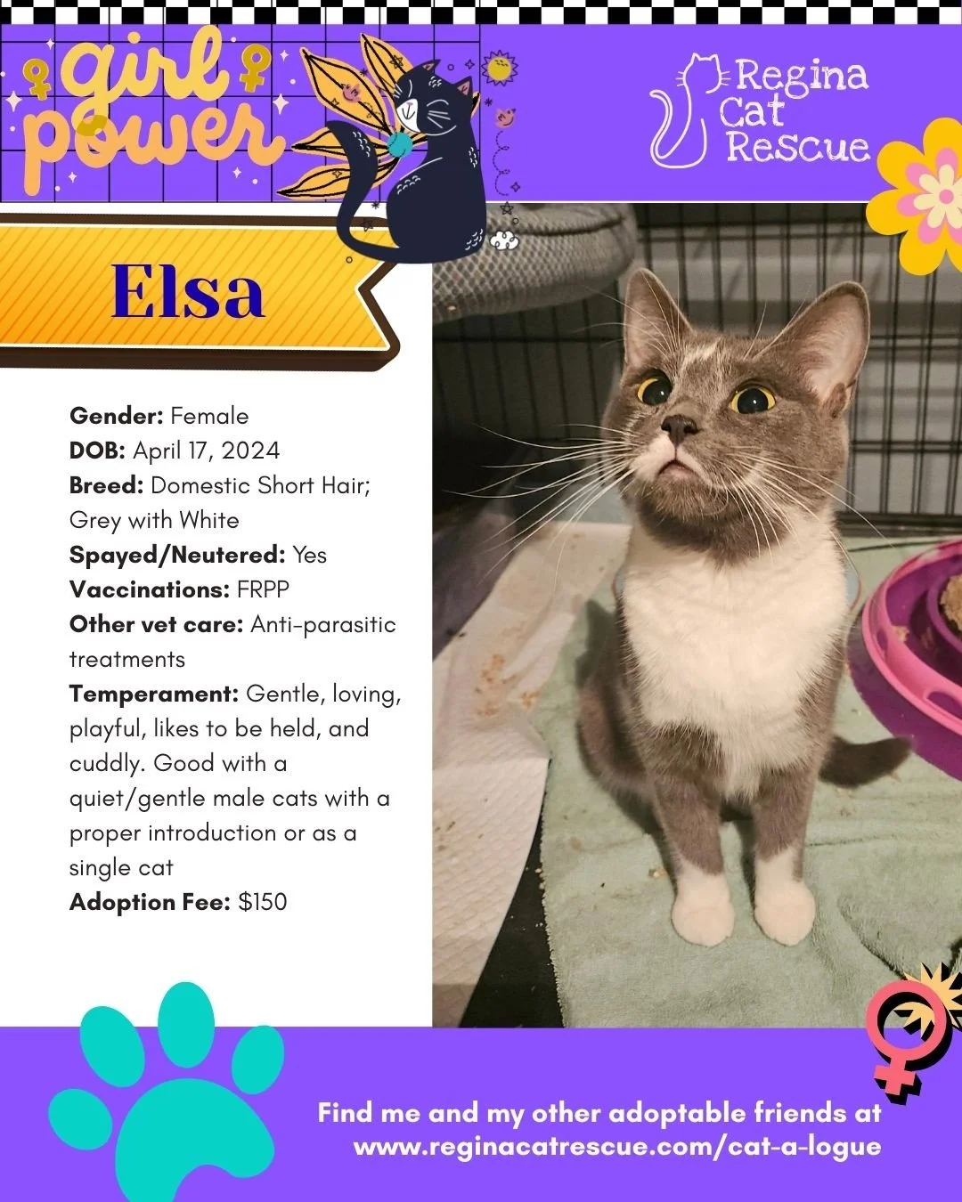 March is the month to celebrate strong, resilient, history making women, and at Regina Cat Rescue, we are celebrating some powerful ladies of our own. 🐾✨ ⁠
From fearless mamas who raised their kittens on the streets to independent queens who rule th