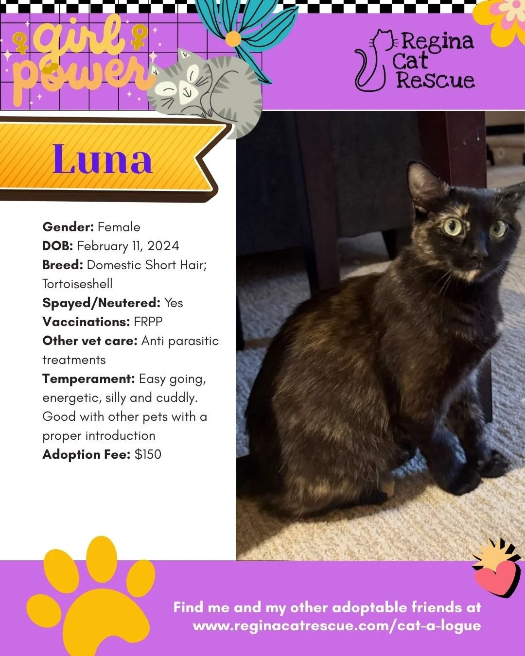 March is the month to celebrate strong, resilient, history making women, and at Regina Cat Rescue, we are celebrating some powerful ladies of our own. 🐾✨ ⁠
From fearless mamas who raised their kittens on the streets to independent queens who rule th