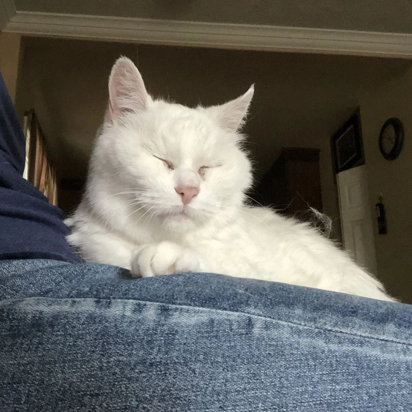 Today's post is about remembering Coconut. 🐾⁠
⁠
💔 A foster cat who primarily lived her life in foster care. ⁠
⁠
Her foster recalls the day she picked her up and how scared Coconut was. It took time but eventually Coconut opened up and learned to tr