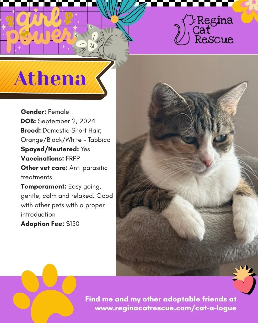 March is the month to celebrate strong, resilient, history making women, and at Regina Cat Rescue, we are celebrating some powerful ladies of our own. 🐾✨ ⁠
From fearless mamas who raised their kittens on the streets to independent queens who rule th