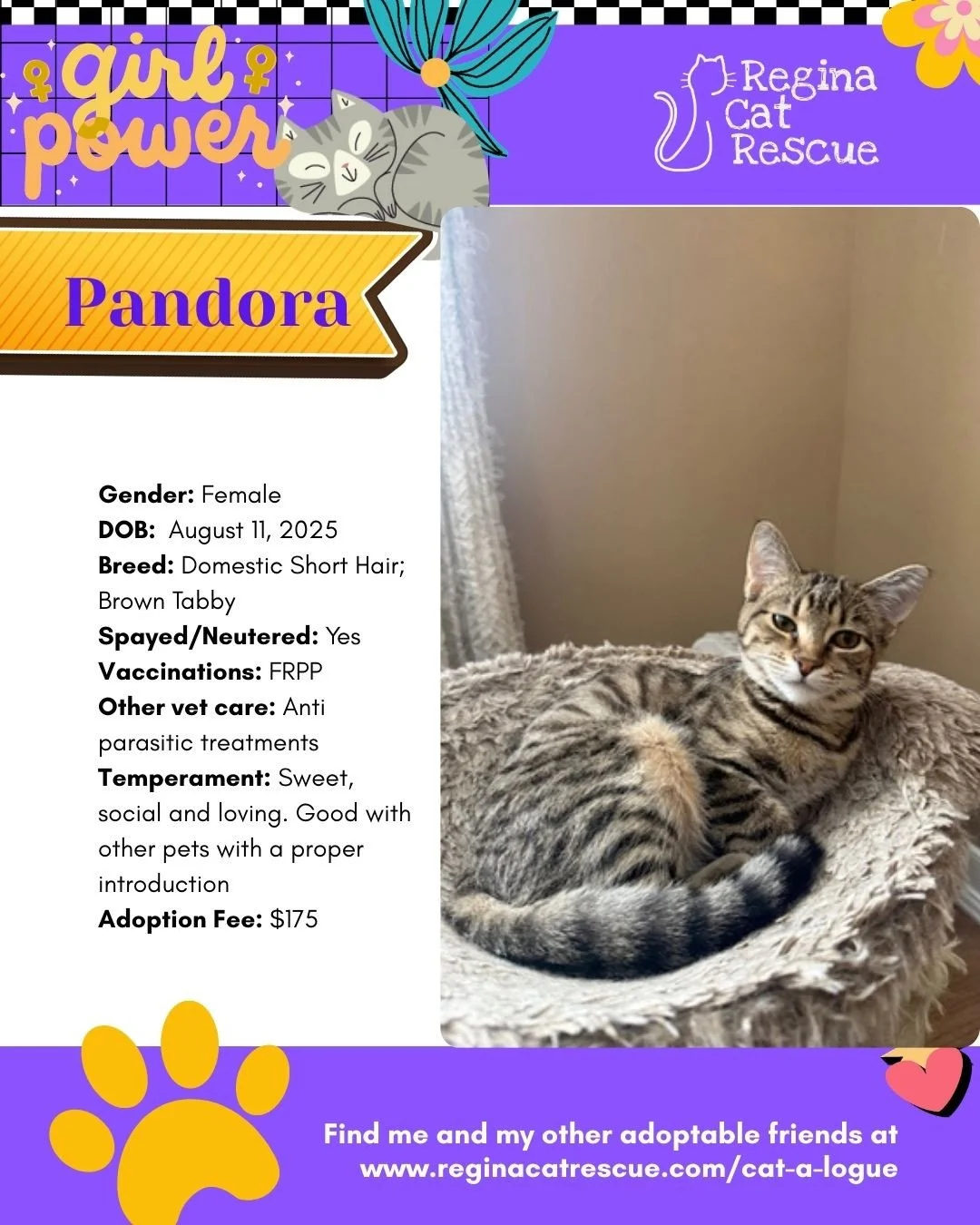 March is the month to celebrate strong, resilient, history making women, and at Regina Cat Rescue, we are celebrating some powerful ladies of our own. 🐾✨ ⁠
From fearless mamas who raised their kittens on the streets to independent queens who rule th