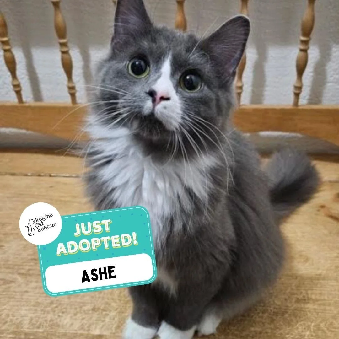 Recent Adoption Update! ✨⁠ ⁠
⁠
We are thrilled to share that 6 more cats/kittens have found their forever homes! 🏡⁠
⁠
💖⁠ 🐾 Thank you to the amazing adopters who opened their hearts and homes to these deserving cats. ⁠
⁠
💕 Every adoption means RCR