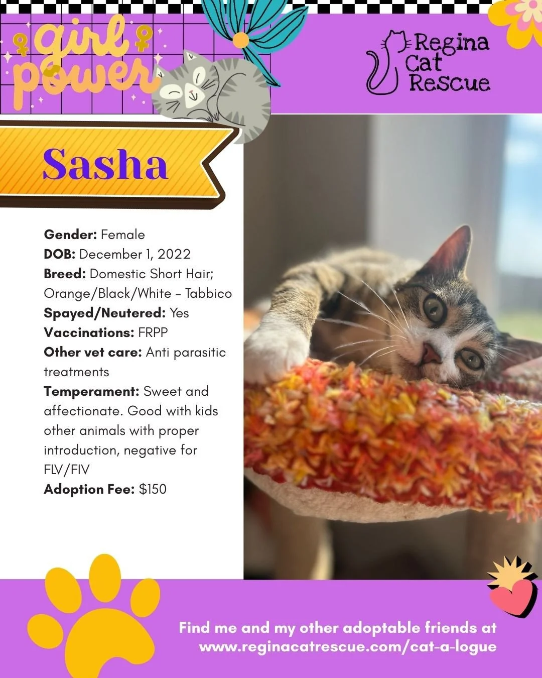 March is the month to celebrate strong, resilient, history making women, and at Regina Cat Rescue, we are celebrating some powerful ladies of our own. 🐾✨ ⁠
From fearless mamas who raised their kittens on the streets to independent queens who rule th