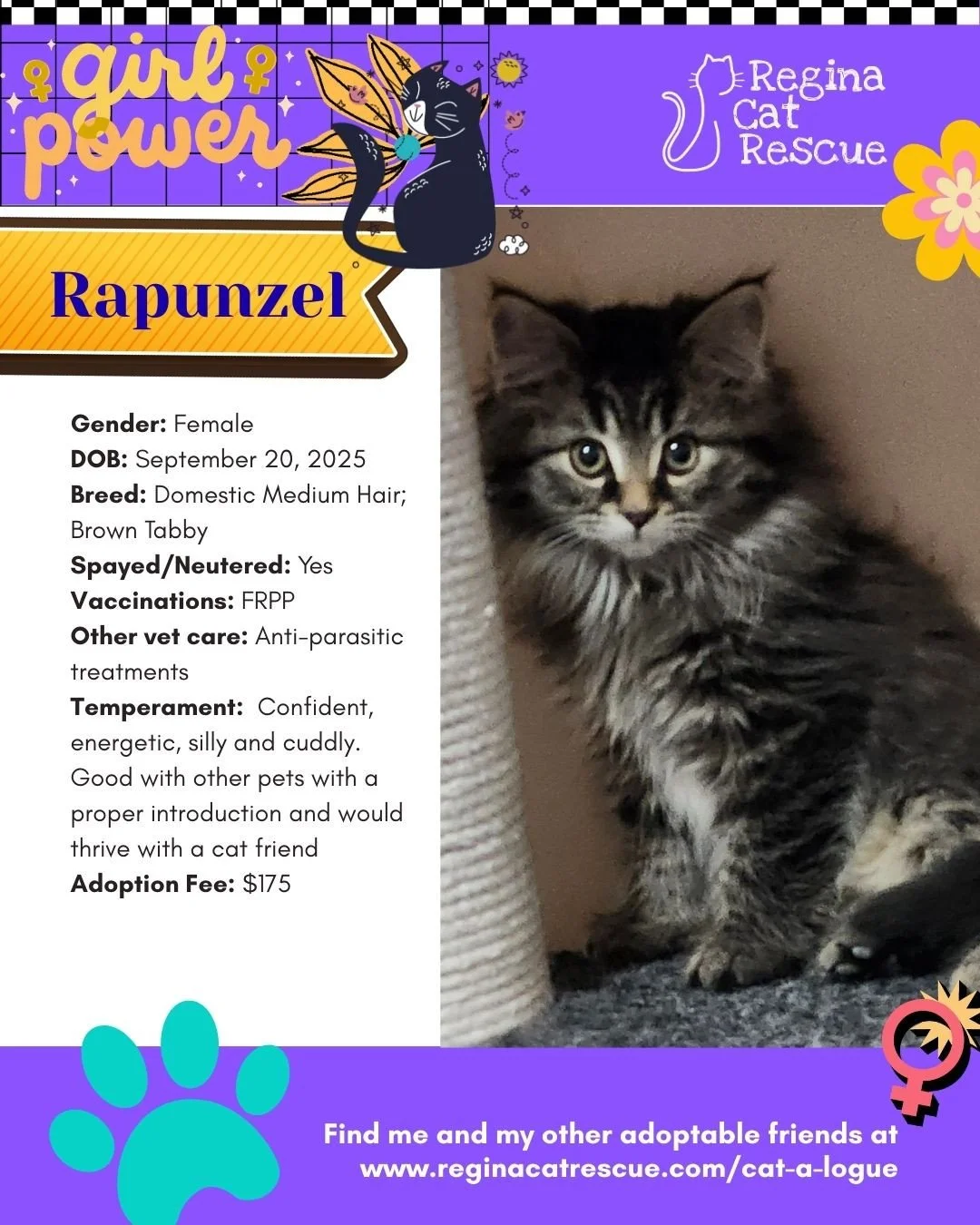 March is the month to celebrate strong, resilient, history making women, and at Regina Cat Rescue, we are celebrating some powerful ladies of our own. 🐾✨ ⁠
From fearless mamas who raised their kittens on the streets to independent queens who rule th