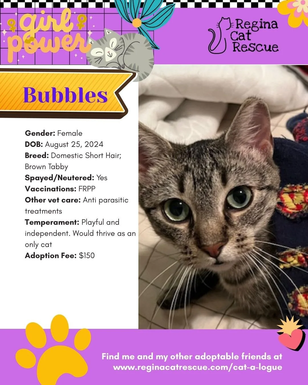 March is the month to celebrate strong, resilient, history making women, and at Regina Cat Rescue, we are celebrating some powerful ladies of our own. 🐾✨ ⁠
From fearless mamas who raised their kittens on the streets to independent queens who rule th