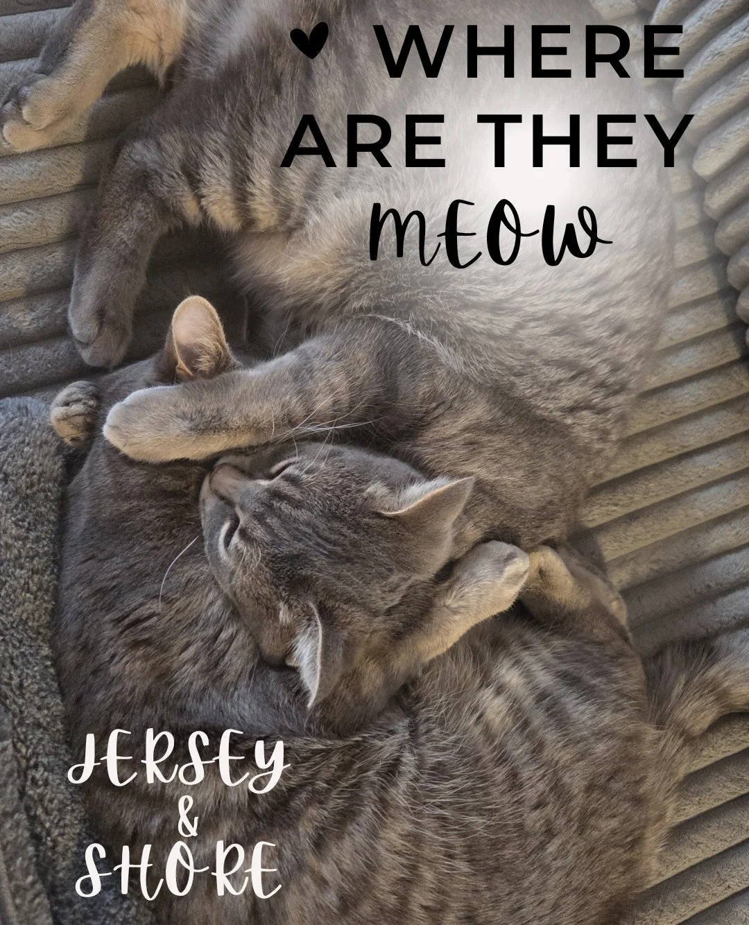 Cali and Euro (formerly Jersey and Shore) have been living their very best lives since being adopted on October 14, 2023 by Aaron and Chelsea &mdash; and 2.5 years later, the love is stronger than ever! Their adopter shared that bringing the girls ho