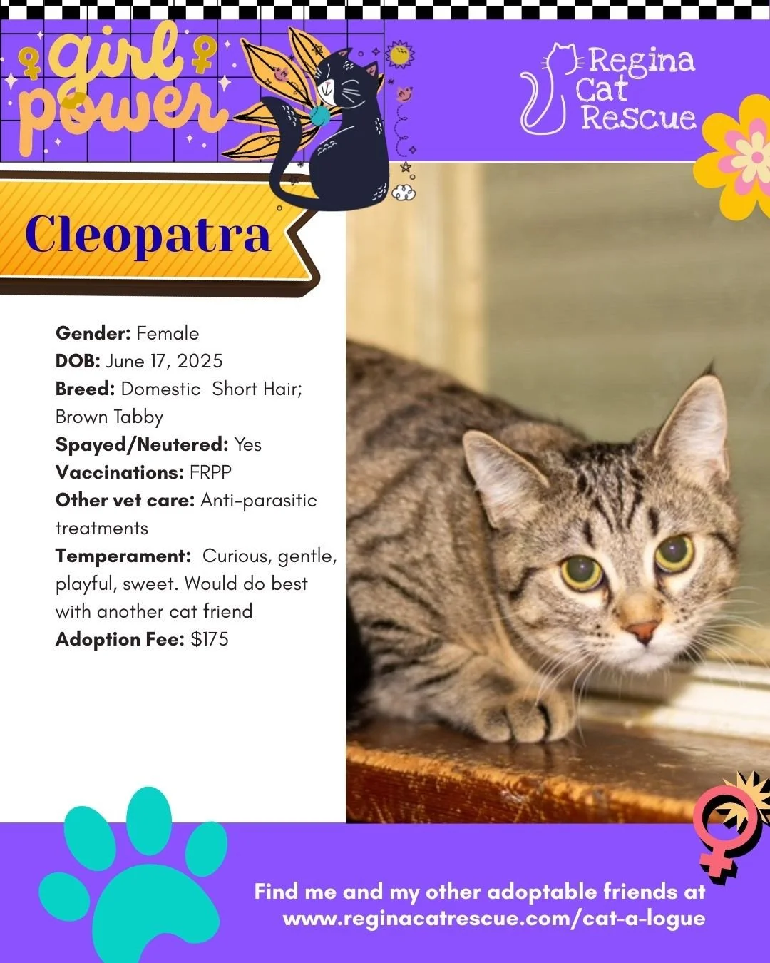 March is the month to celebrate strong, resilient, history making women, and at Regina Cat Rescue, we are celebrating some powerful ladies of our own. 🐾✨ ⁠
From fearless mamas who raised their kittens on the streets to independent queens who rule th