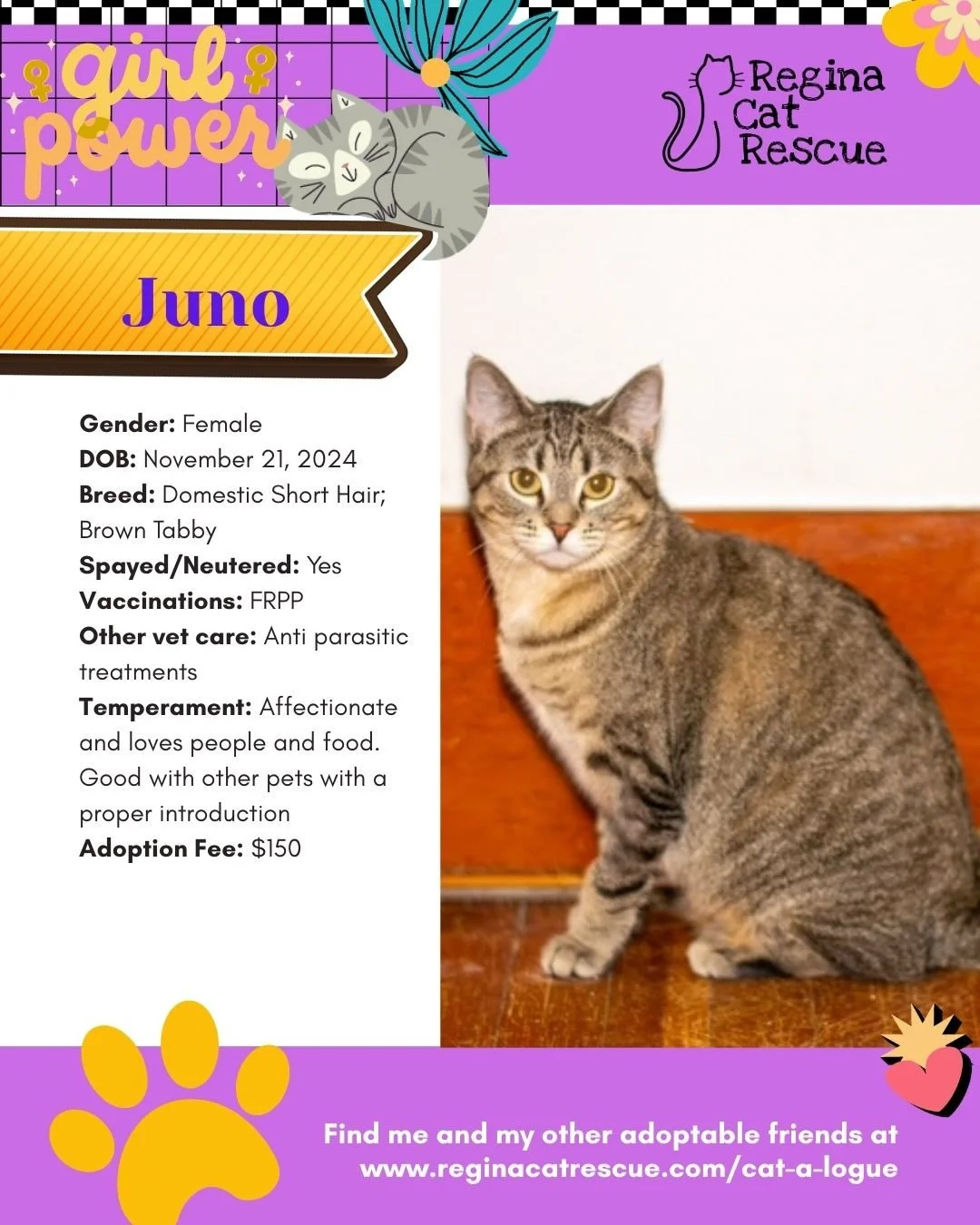 March is the month to celebrate strong, resilient, history making women, and at Regina Cat Rescue, we are celebrating some powerful ladies of our own. 🐾✨ ⁠
From fearless mamas who raised their kittens on the streets to independent queens who rule th