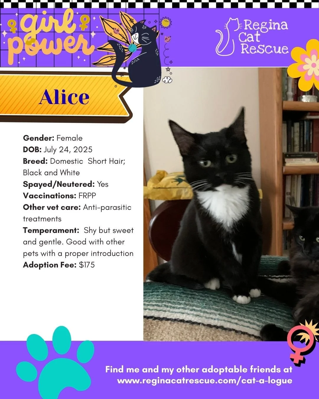 March is the month to celebrate strong, resilient, history making women, and at Regina Cat Rescue, we are celebrating some powerful ladies of our own. 🐾✨ ⁠
From fearless mamas who raised their kittens on the streets to independent queens who rule th