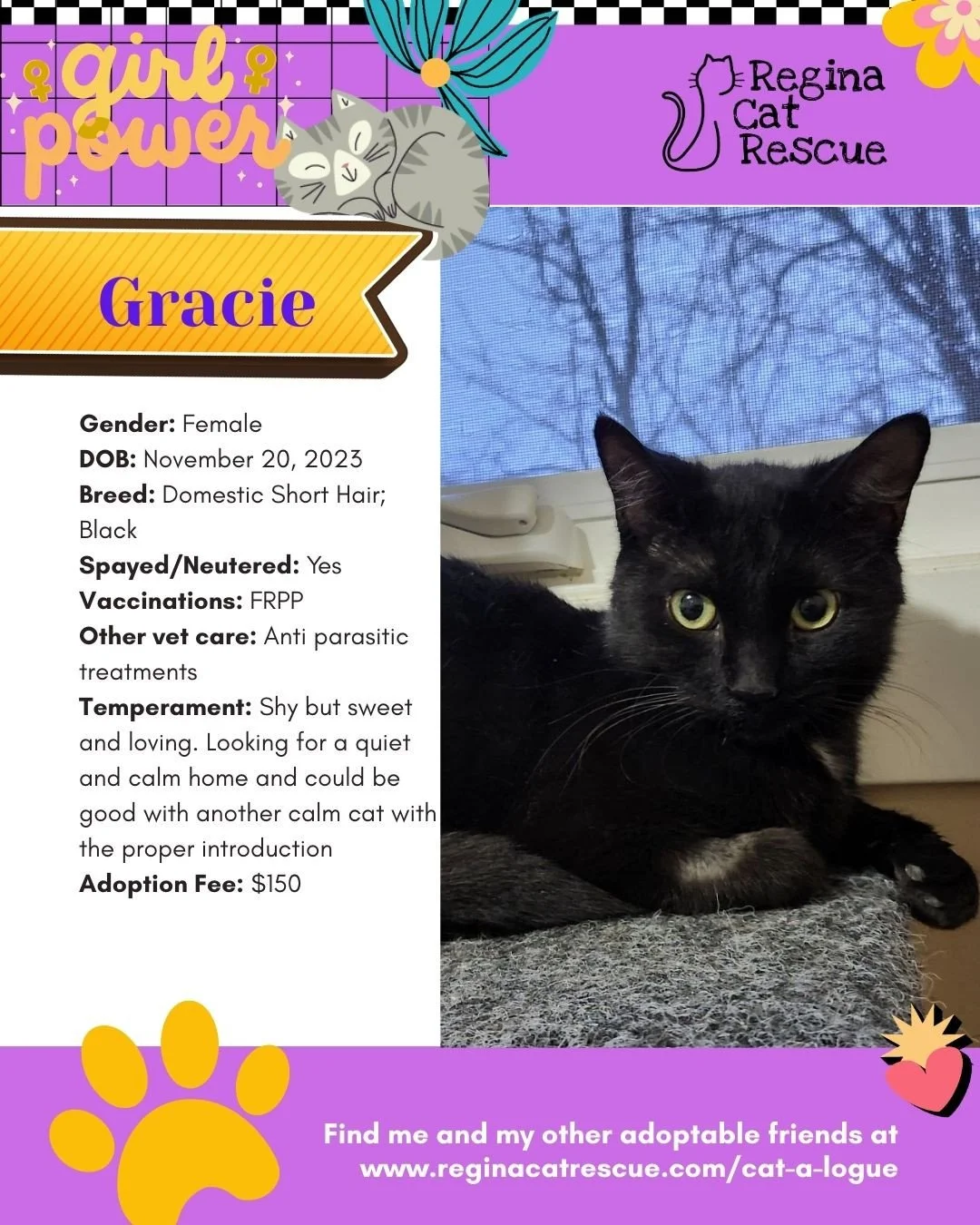 March is the month to celebrate strong, resilient, history making women, and at Regina Cat Rescue, we are celebrating some powerful ladies of our own. 🐾✨ ⁠
From fearless mamas who raised their kittens on the streets to independent queens who rule th