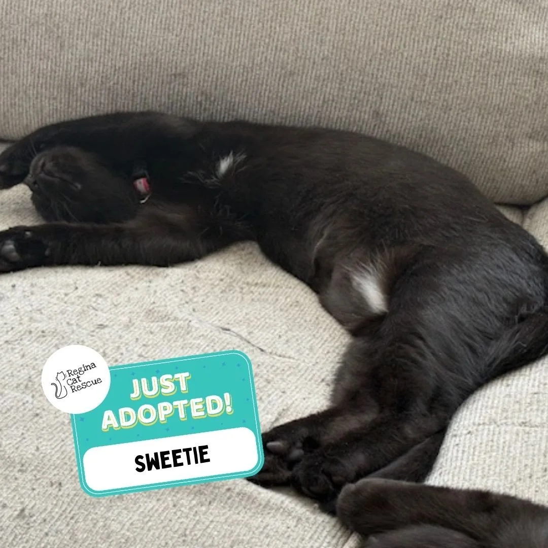 Recent Adoption Update! ✨⁠ ⁠
⁠
We are thrilled to share that 5 more cats/kittens have found their forever homes! 🏡⁠
⁠
💖⁠ 🐾 Thank you to the amazing adopters who opened their hearts and homes to these deserving cats. ⁠
⁠
💕 Every adoption means RCR
