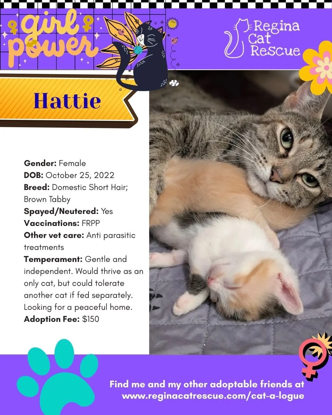 March is the month to celebrate strong, resilient, history making women, and at Regina Cat Rescue, we are celebrating some powerful ladies of our own. 🐾✨ ⁠
From fearless mamas who raised their kittens on the streets to independent queens who rule th