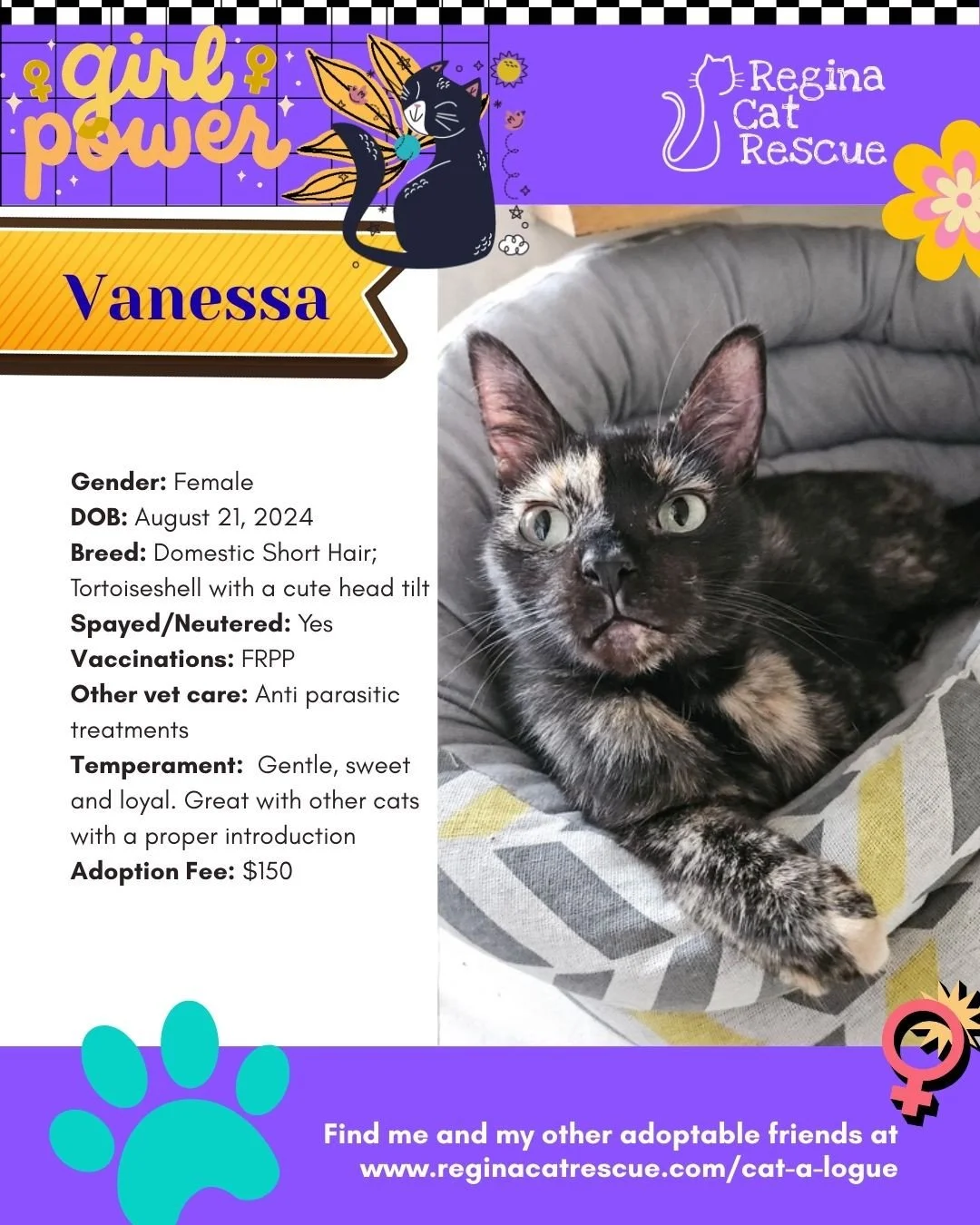 March is the month to celebrate strong, resilient, history making women, and at Regina Cat Rescue, we are celebrating some powerful ladies of our own. 🐾✨ ⁠
From fearless mamas who raised their kittens on the streets to independent queens who rule th