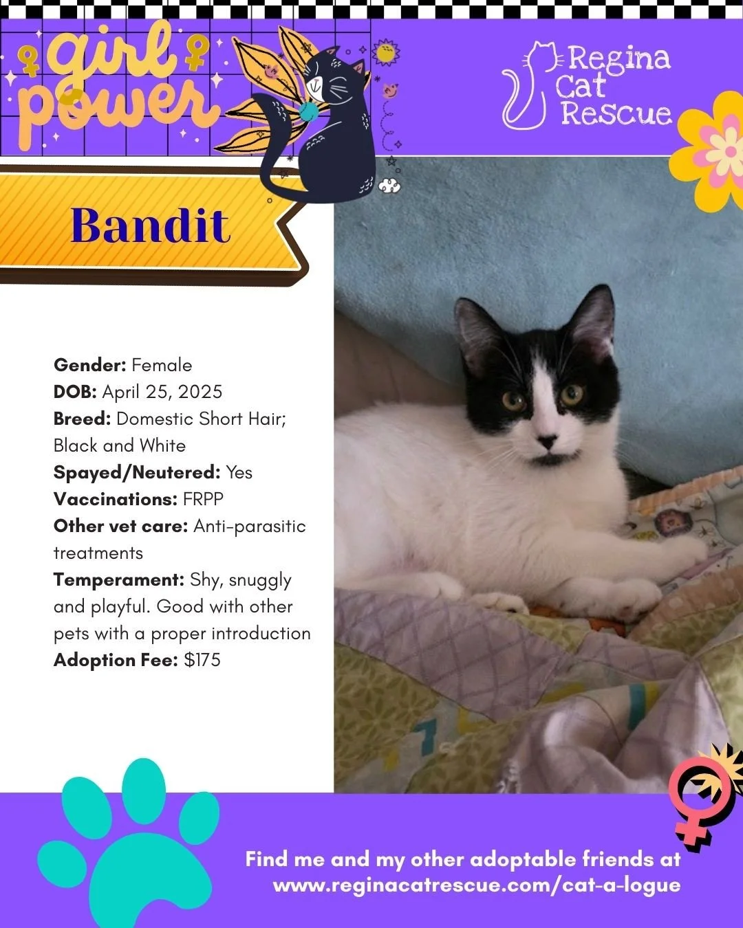 March is the month to celebrate strong, resilient, history making women, and at Regina Cat Rescue, we are celebrating some powerful ladies of our own. 🐾✨ ⁠
From fearless mamas who raised their kittens on the streets to independent queens who rule th