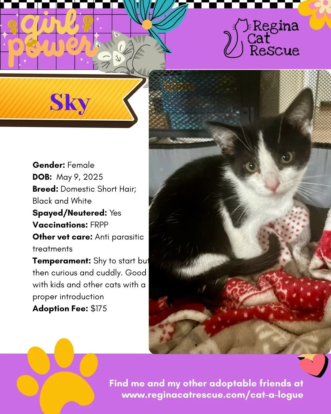 March is the month to celebrate strong, resilient, history making women, and at Regina Cat Rescue, we are celebrating some powerful ladies of our own. 🐾✨ ⁠
From fearless mamas who raised their kittens on the streets to independent queens who rule th