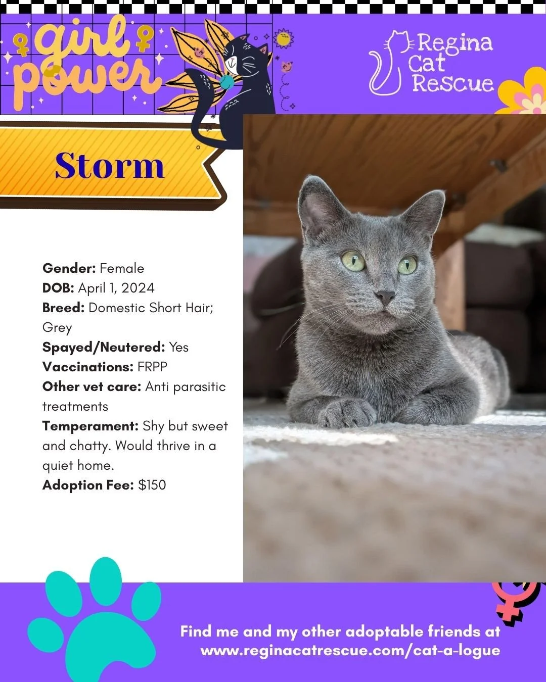 March is the month to celebrate strong, resilient, history making women, and at Regina Cat Rescue, we are celebrating some powerful ladies of our own. 🐾✨ ⁠
From fearless mamas who raised their kittens on the streets to independent queens who rule th