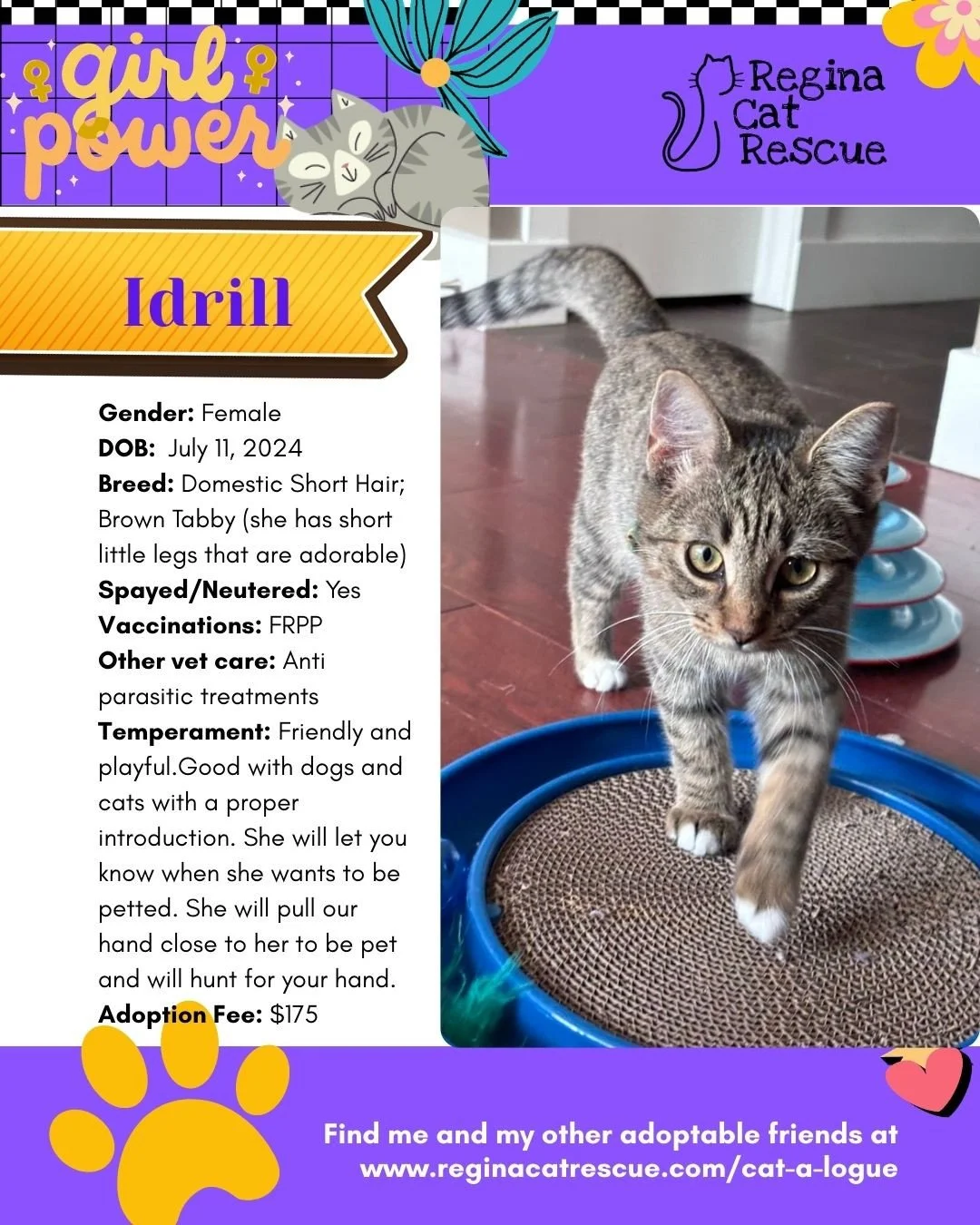 March is the month to celebrate strong, resilient, history making women, and at Regina Cat Rescue, we are celebrating some powerful ladies of our own. 🐾✨ ⁠
From fearless mamas who raised their kittens on the streets to independent queens who rule th