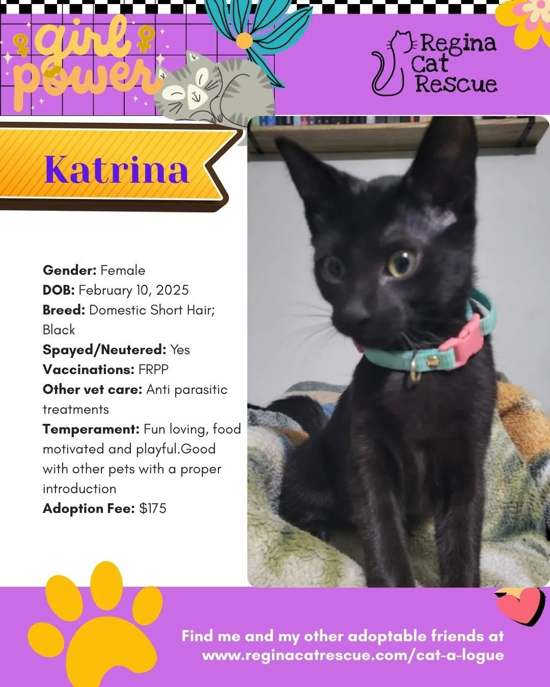 March is the month to celebrate strong, resilient, history making women, and at Regina Cat Rescue, we are celebrating some powerful ladies of our own. 🐾✨ ⁠
From fearless mamas who raised their kittens on the streets to independent queens who rule th