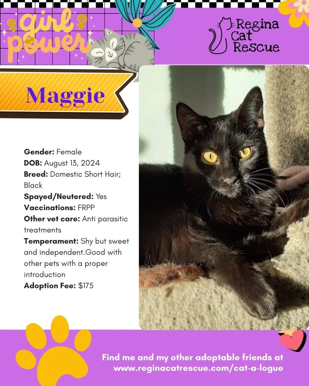 March is the month to celebrate strong, resilient, history making women, and at Regina Cat Rescue, we are celebrating some powerful ladies of our own. 🐾✨ ⁠
From fearless mamas who raised their kittens on the streets to independent queens who rule th