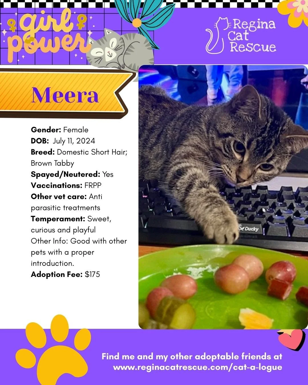 March is the month to celebrate strong, resilient, history making women, and at Regina Cat Rescue, we are celebrating some powerful ladies of our own. 🐾✨ ⁠
From fearless mamas who raised their kittens on the streets to independent queens who rule th