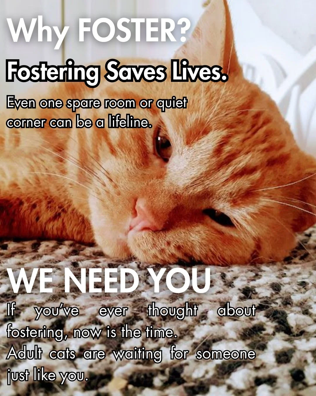 Do you have a bathroom? Do you have an extra bedroom or office with a door? Regina Cat Rescue needs YOU. 🐾⁠
⁠
Adult cats are often forgotten about when signing up to foster, which means we have to turn away intake requests due to lack of foster home
