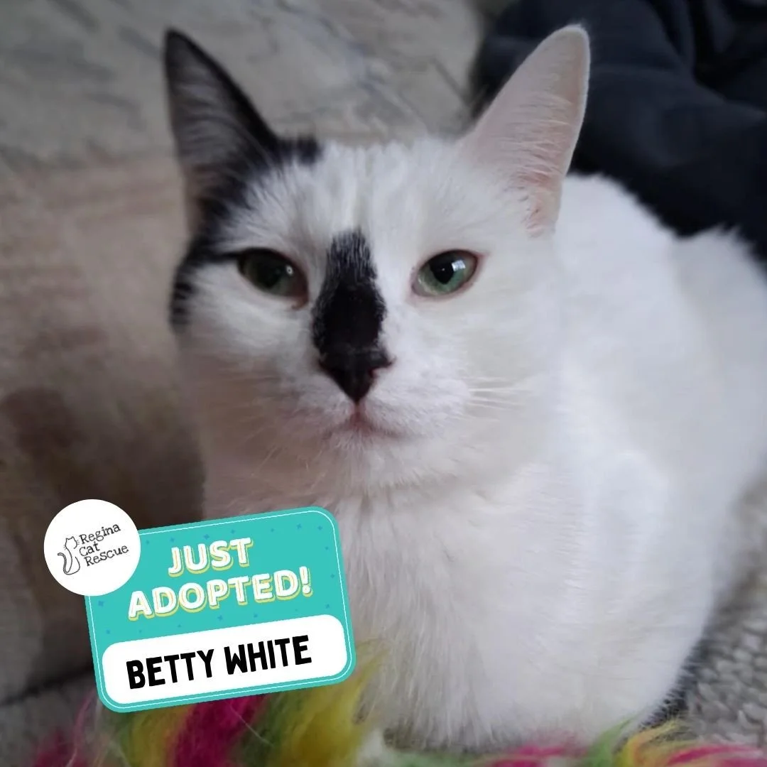 Recent Adoption Update! ✨⁠ ⁠
⁠
We are thrilled to share that 5 more cats/kittens have found their forever homes! 🏡⁠
⁠
💖⁠ 🐾 Thank you to the amazing adopters who opened their hearts and homes to these deserving cats. ⁠
⁠
💕 Every adoption means RCR