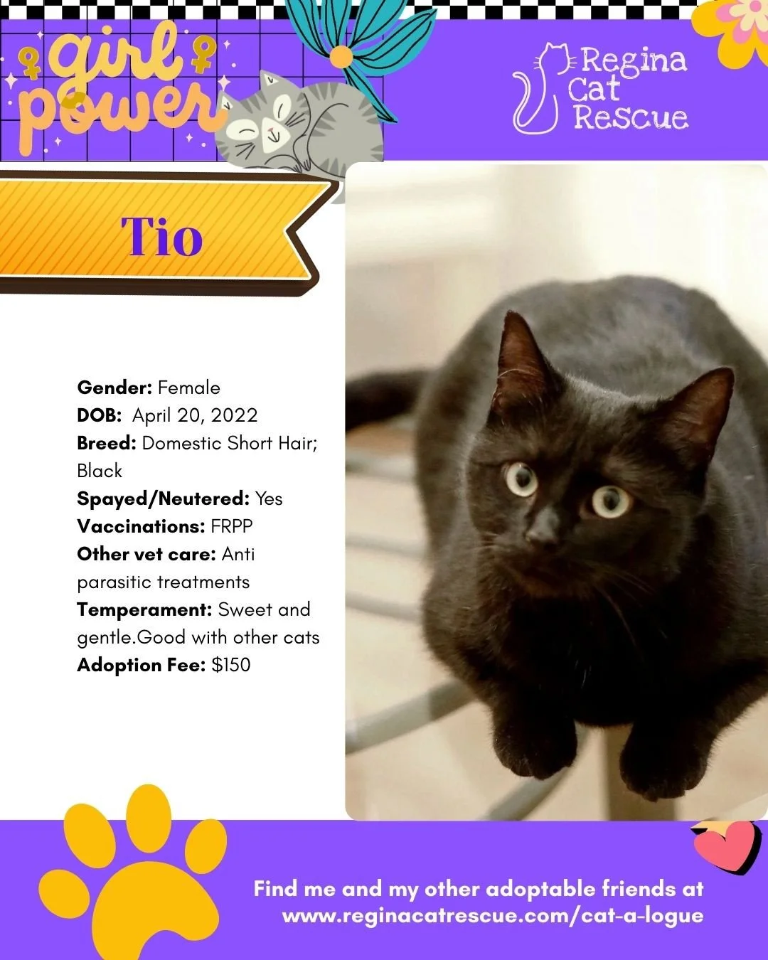 March is the month to celebrate strong, resilient, history making women, and at Regina Cat Rescue, we are celebrating some powerful ladies of our own. 🐾✨ ⁠
From fearless mamas who raised their kittens on the streets to independent queens who rule th