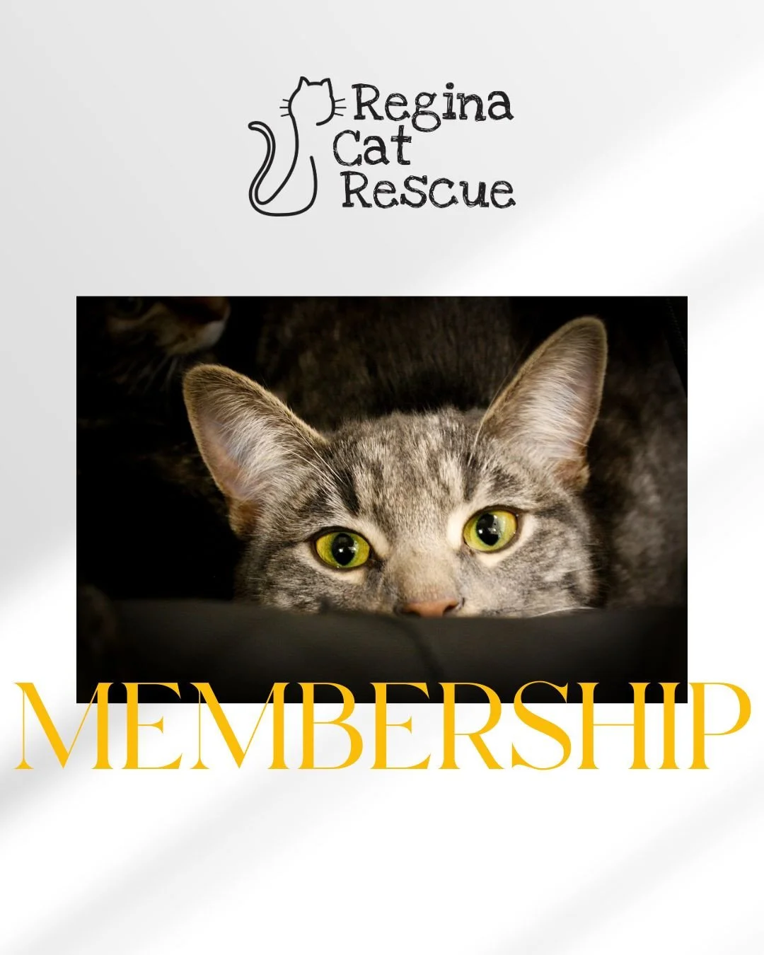 Have you purchased your annual Regina Cat Rescue membership? ⁠
⁠
Join our community of supporters by becoming a member today. Your paid membership provides you special perks - just for members - and grants you ability to vote at RCR's AGM, while dire