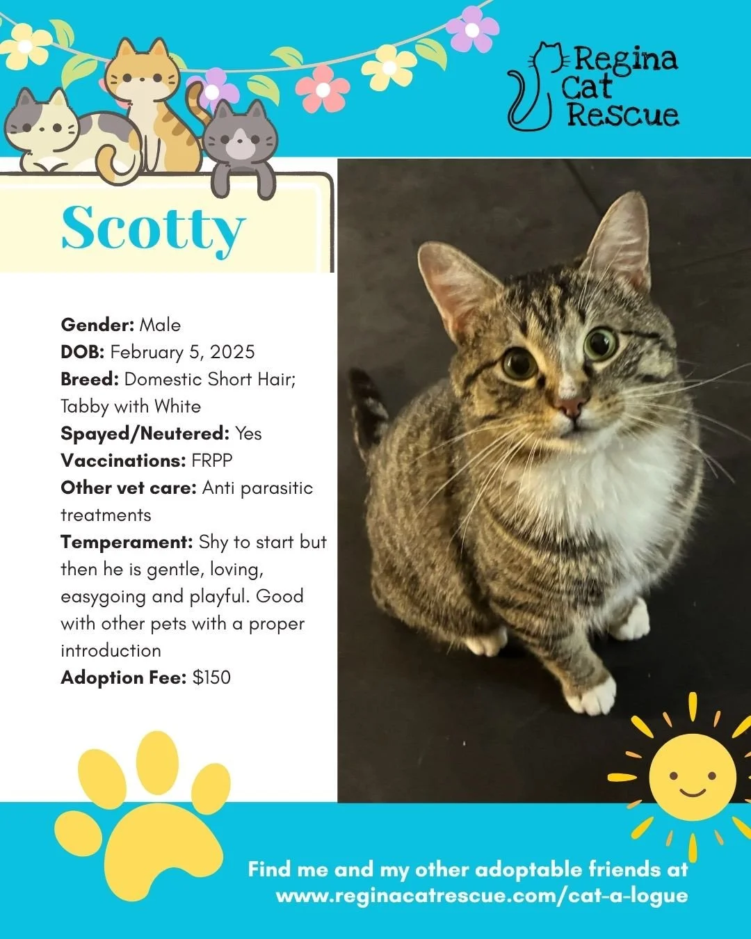 🌷🐣 Hoppy April! 🐣🌷⁠
⁠
Spring is in the air, the snow is melting, and love is blooming at Regina Cat Rescue! 💛 Just like Easter eggs, some of the sweetest surprises are waiting to be discovered, and ours happen to have whiskers, toe beans, and th