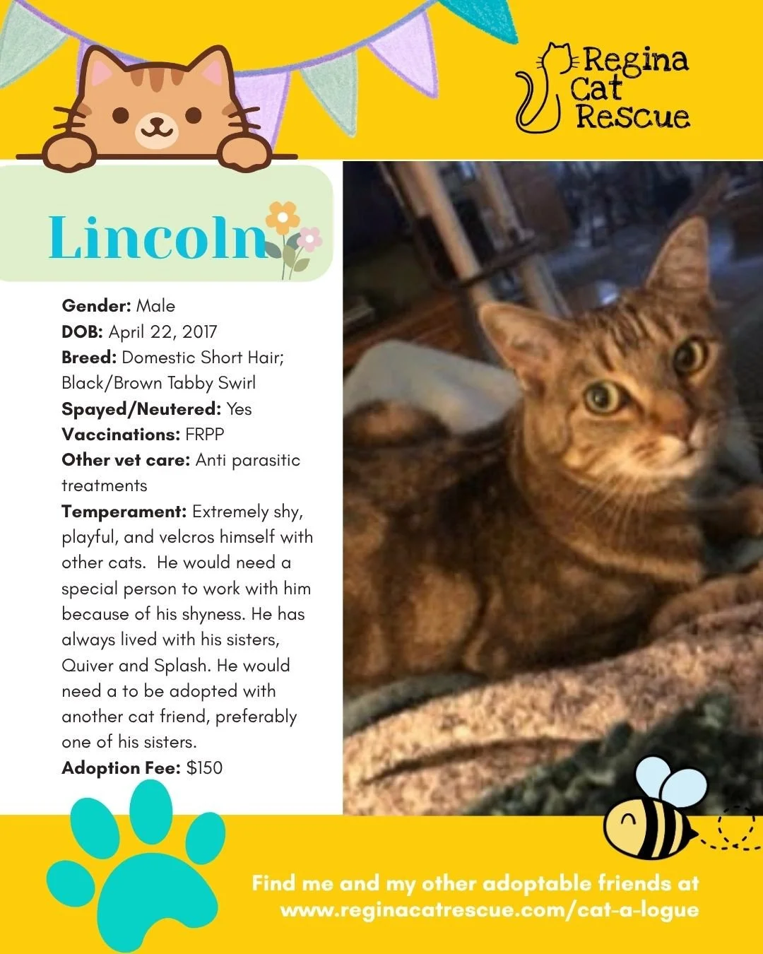 🌷🐣 Hoppy April! 🐣🌷⁠
⁠
Spring is in the air, the snow is melting, and love is blooming at Regina Cat Rescue! 💛 Just like Easter eggs, some of the sweetest surprises are waiting to be discovered, and ours happen to have whiskers, toe beans, and th