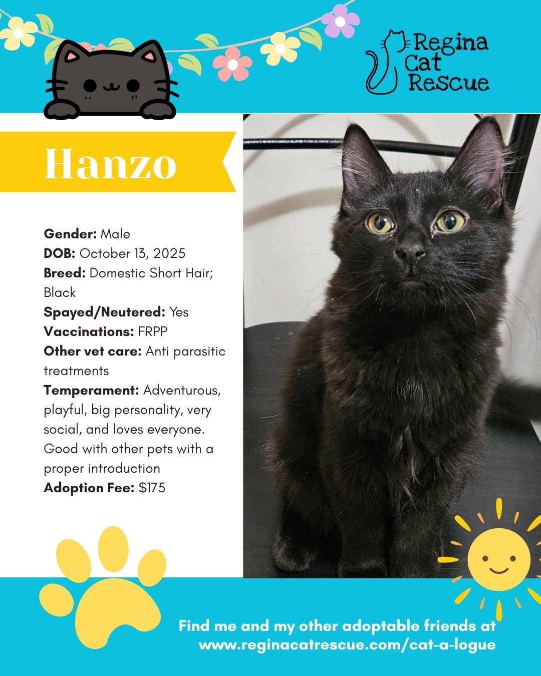 🌷🐣 Hoppy April! 🐣🌷⁠
⁠
Spring is in the air, the snow is melting, and love is blooming at Regina Cat Rescue! 💛 Just like Easter eggs, some of the sweetest surprises are waiting to be discovered, and ours happen to have whiskers, toe beans, and th