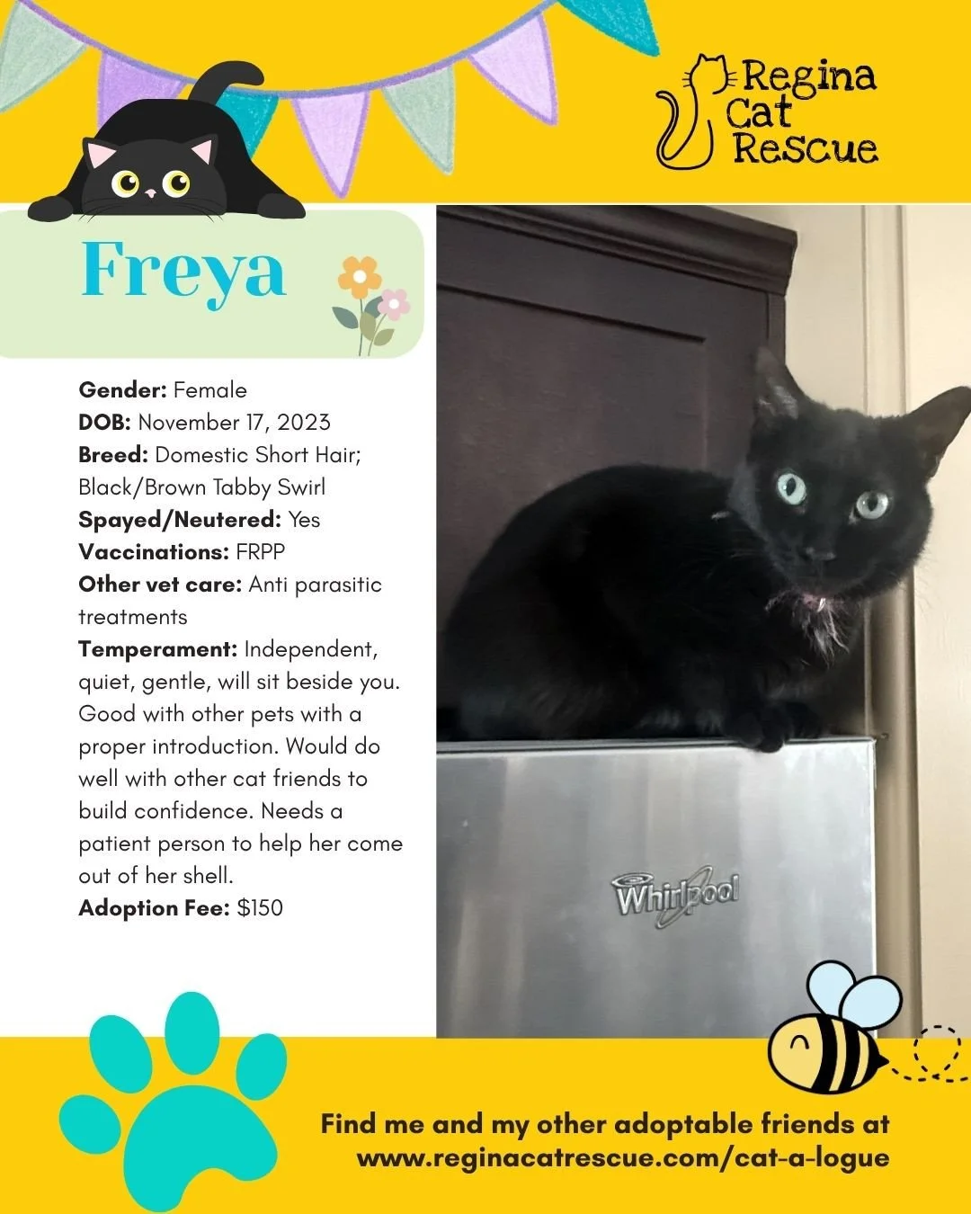 🌷🐣 Hoppy April! 🐣🌷⁠
⁠
Spring is in the air, the snow is melting, and love is blooming at Regina Cat Rescue! 💛 Just like Easter eggs, some of the sweetest surprises are waiting to be discovered, and ours happen to have whiskers, toe beans, and th