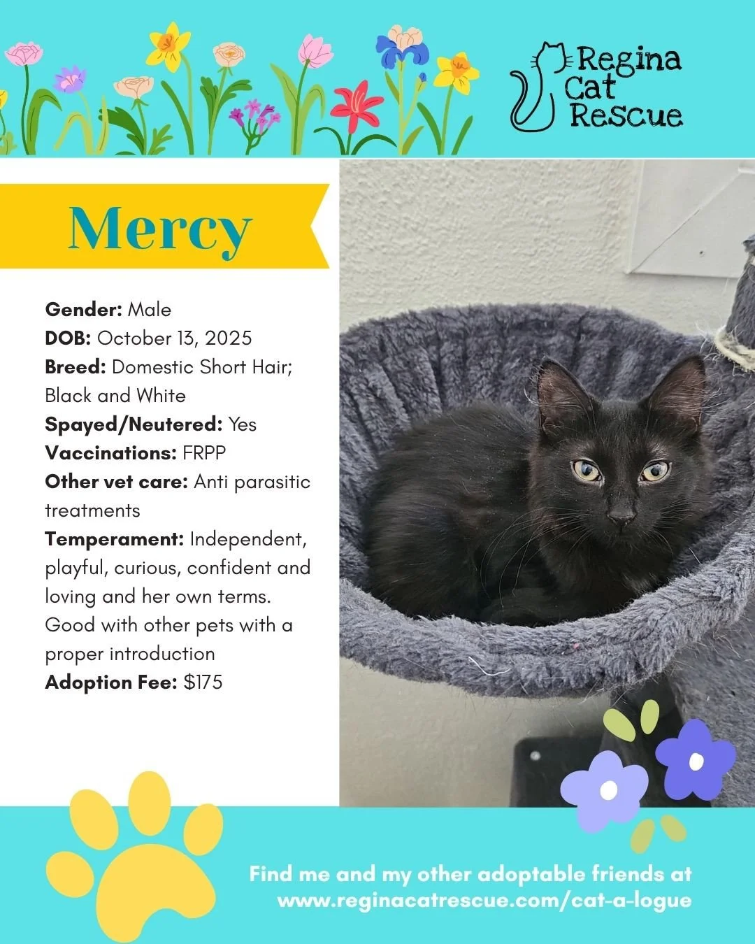 🌷🐣 Hoppy April! 🐣🌷⁠
⁠
Spring is in the air, the snow is melting, and love is blooming at Regina Cat Rescue! 💛 Just like Easter eggs, some of the sweetest surprises are waiting to be discovered, and ours happen to have whiskers, toe beans, and th