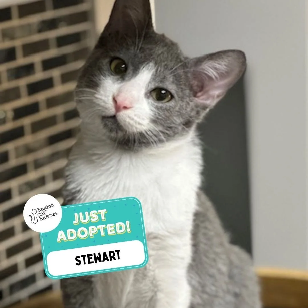 Recent Adoption Update! ✨⁠ ⁠
⁠
We are thrilled to share that 5 more cats/kittens have found their forever homes! 🏡⁠
⁠
💖⁠ 🐾 Thank you to the amazing adopters who opened their hearts and homes to these deserving cats. ⁠
⁠
💕 Every adoption means RCR