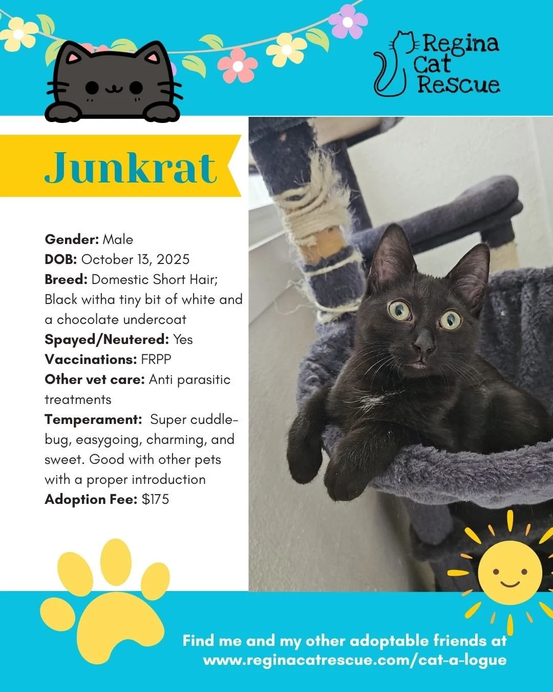 🌷🐣 Hoppy April! 🐣🌷⁠
⁠
Spring is in the air, the snow is melting, and love is blooming at Regina Cat Rescue! 💛 Just like Easter eggs, some of the sweetest surprises are waiting to be discovered, and ours happen to have whiskers, toe beans, and th