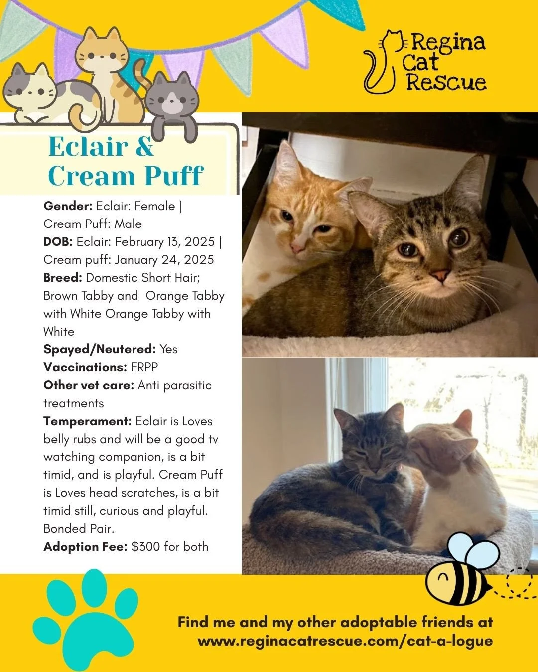 🌷🐣 Hoppy April! 🐣🌷⁠
⁠
Spring is in the air, the snow is melting, and love is blooming at Regina Cat Rescue! 💛 Just like Easter eggs, some of the sweetest surprises are waiting to be discovered, and ours happen to have whiskers, toe beans, and th