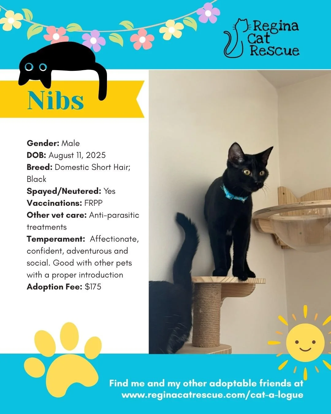 🌷🐣 Hoppy April! 🐣🌷⁠
⁠
Spring is in the air, the snow is melting, and love is blooming at Regina Cat Rescue! 💛 Just like Easter eggs, some of the sweetest surprises are waiting to be discovered, and ours happen to have whiskers, toe beans, and th