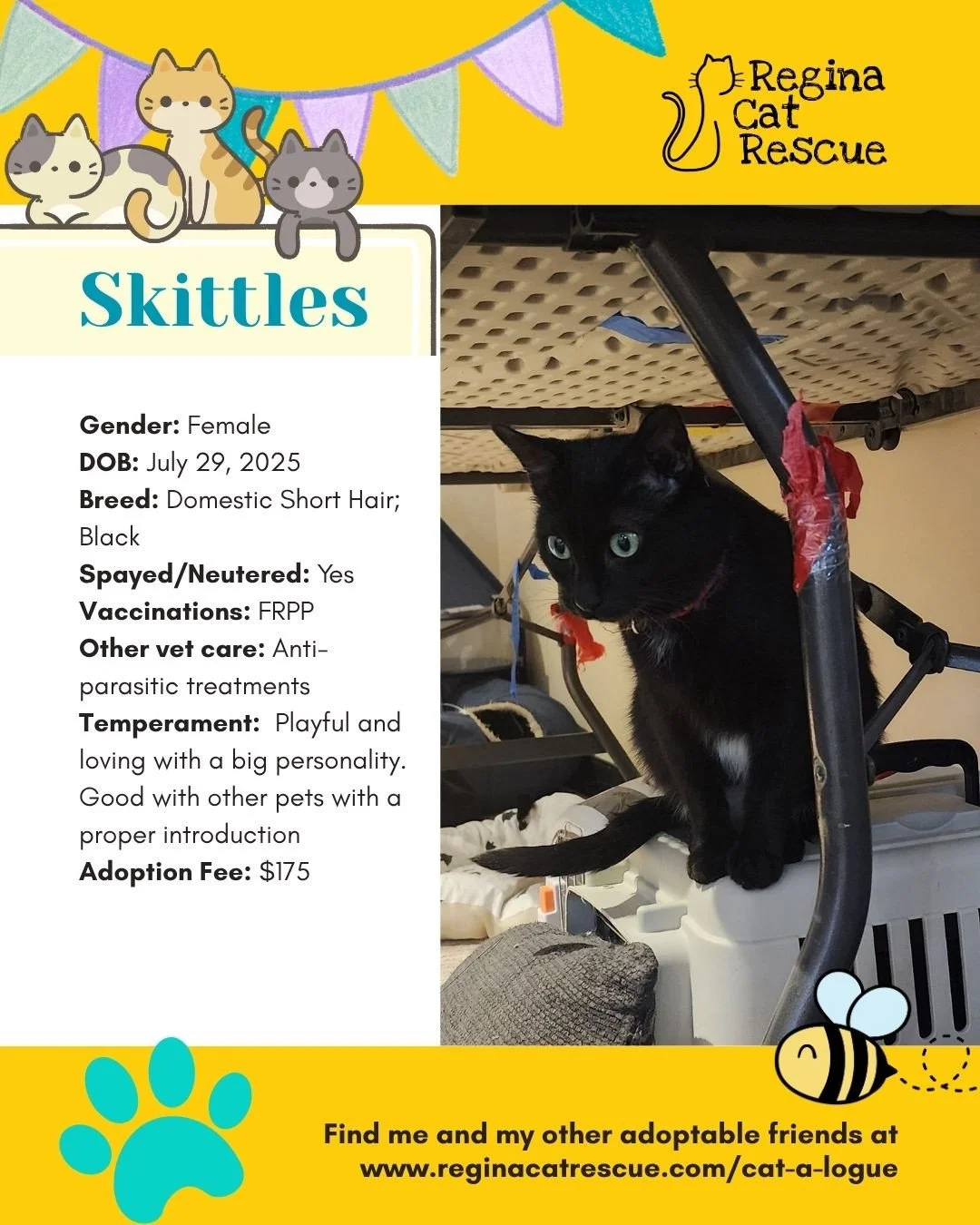 🌷🐣 Hoppy April! 🐣🌷⁠
⁠
Spring is in the air, the snow is melting, and love is blooming at Regina Cat Rescue! 💛 Just like Easter eggs, some of the sweetest surprises are waiting to be discovered, and ours happen to have whiskers, toe beans, and th