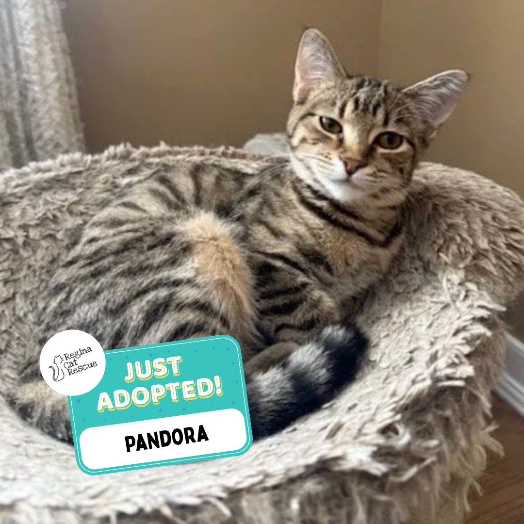 Recent Adoption Update! ✨⁠ ⁠
⁠
We are thrilled to share that 4 more cats/kittens have found their forever homes! 🏡⁠
⁠
💖⁠ 🐾 Thank you to the amazing adopters who opened their hearts and homes to these deserving cats. ⁠
⁠
💕 Every adoption means RCR