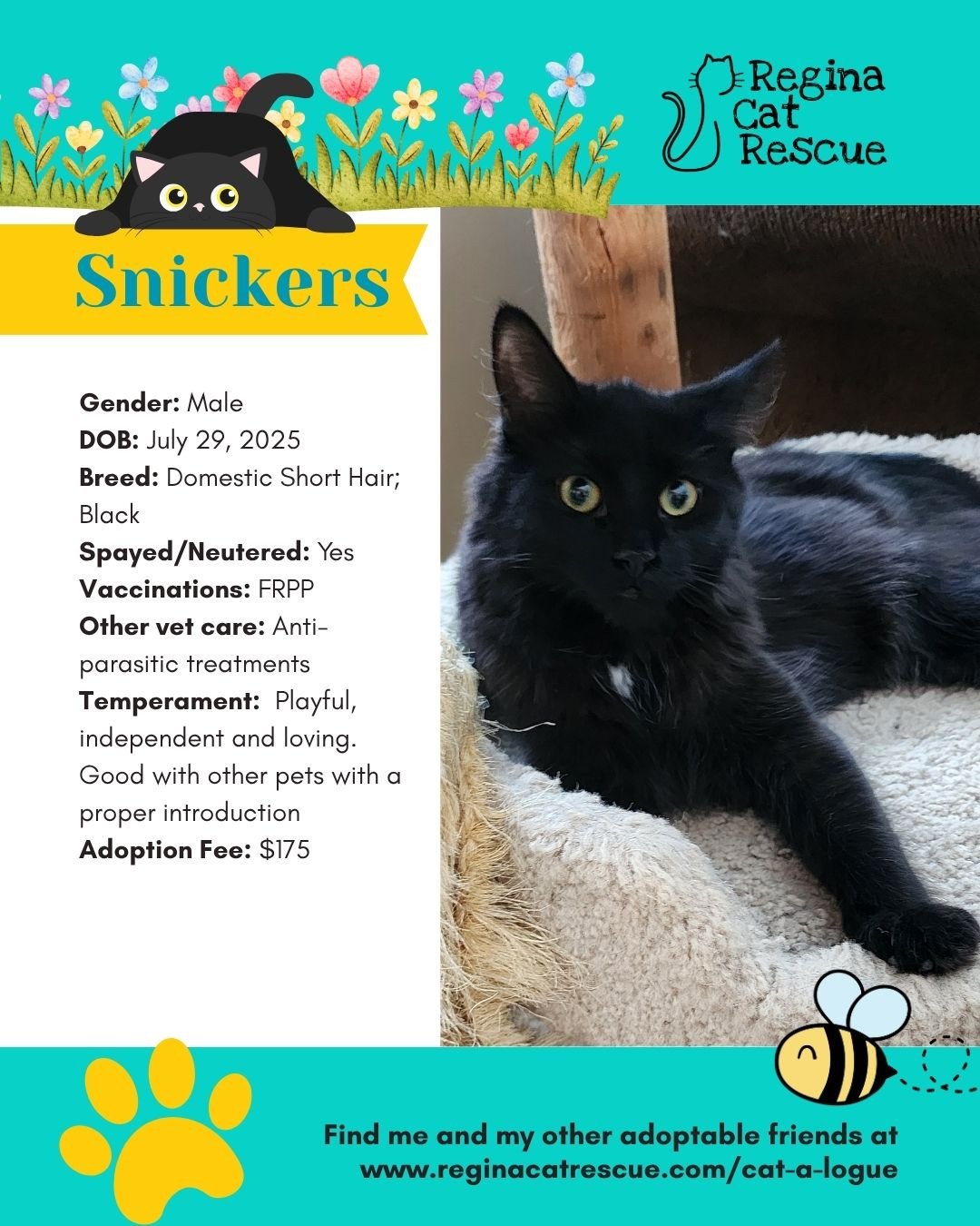 🌷🐣 Hoppy April! 🐣🌷⁠
⁠
Spring is in the air, the snow is melting, and love is blooming at Regina Cat Rescue! 💛 Just like Easter eggs, some of the sweetest surprises are waiting to be discovered, and ours happen to have whiskers, toe beans, and th