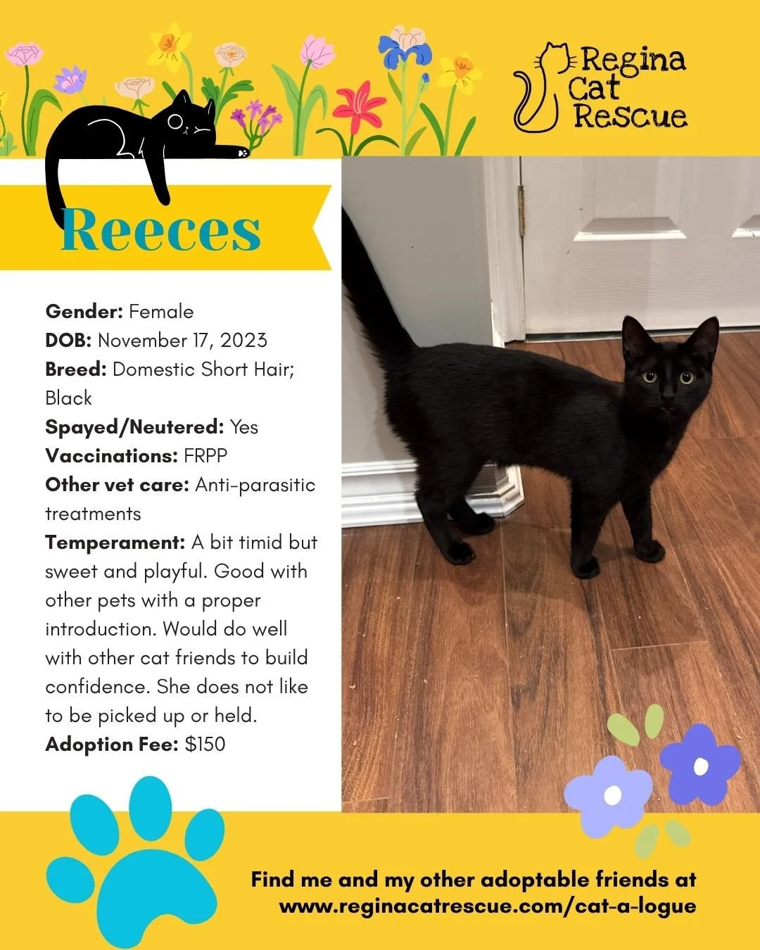 🌷🐣 Hoppy April! 🐣🌷⁠
⁠
Spring is in the air, the snow is melting, and love is blooming at Regina Cat Rescue! 💛 Just like Easter eggs, some of the sweetest surprises are waiting to be discovered, and ours happen to have whiskers, toe beans, and th