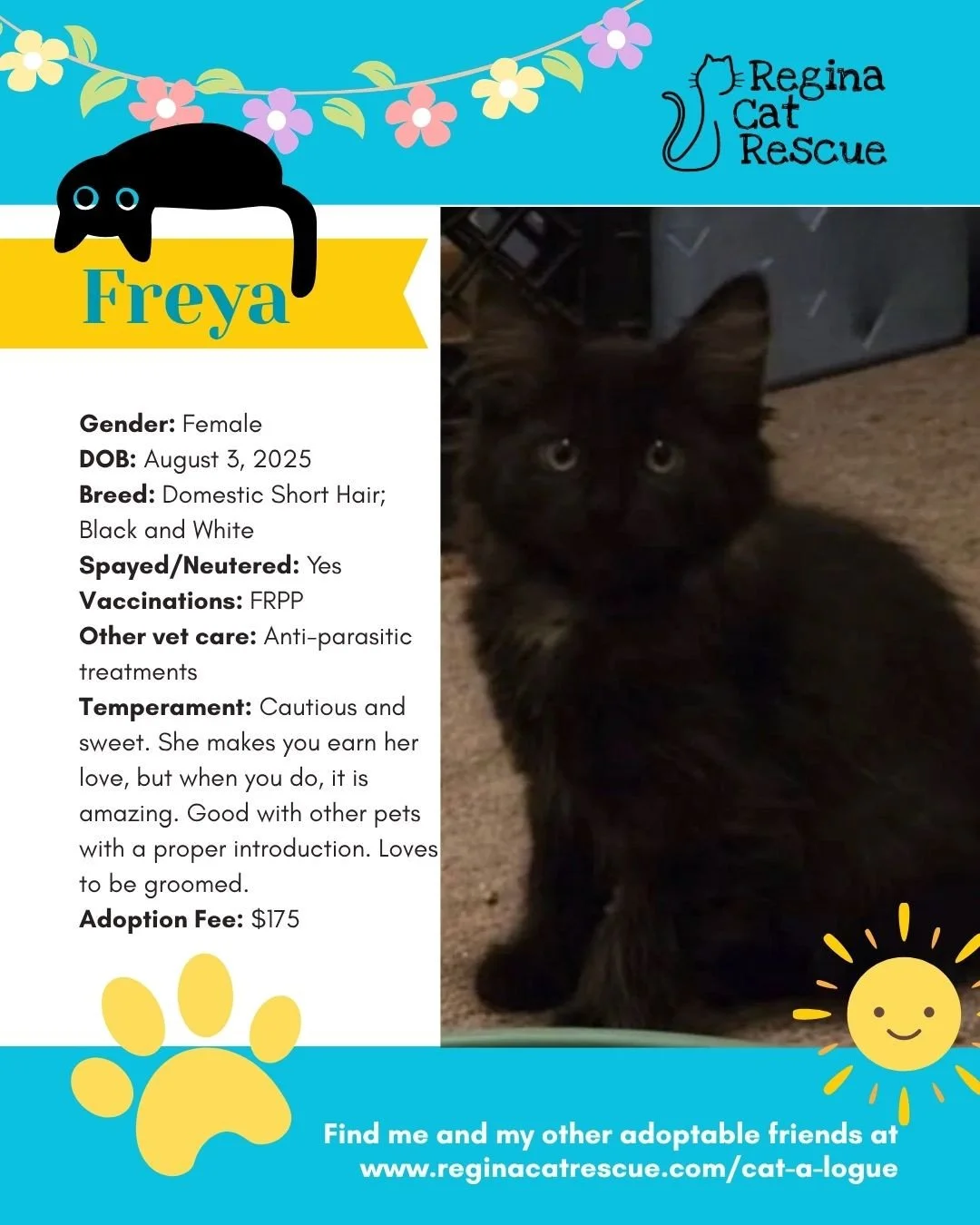 🌷🐣 Hoppy April! 🐣🌷⁠
⁠
Spring is in the air, the snow is melting, and love is blooming at Regina Cat Rescue! 💛 Just like Easter eggs, some of the sweetest surprises are waiting to be discovered, and ours happen to have whiskers, toe beans, and th