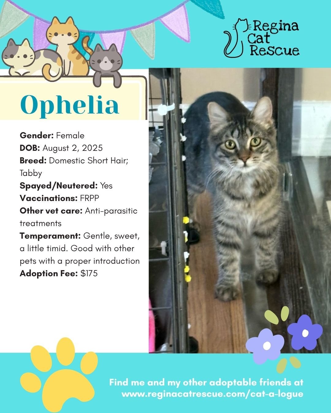 🌷🐣 Hoppy April! 🐣🌷⁠
⁠
Spring is in the air, the snow is melting, and love is blooming at Regina Cat Rescue! 💛 Just like Easter eggs, some of the sweetest surprises are waiting to be discovered, and ours happen to have whiskers, toe beans, and th