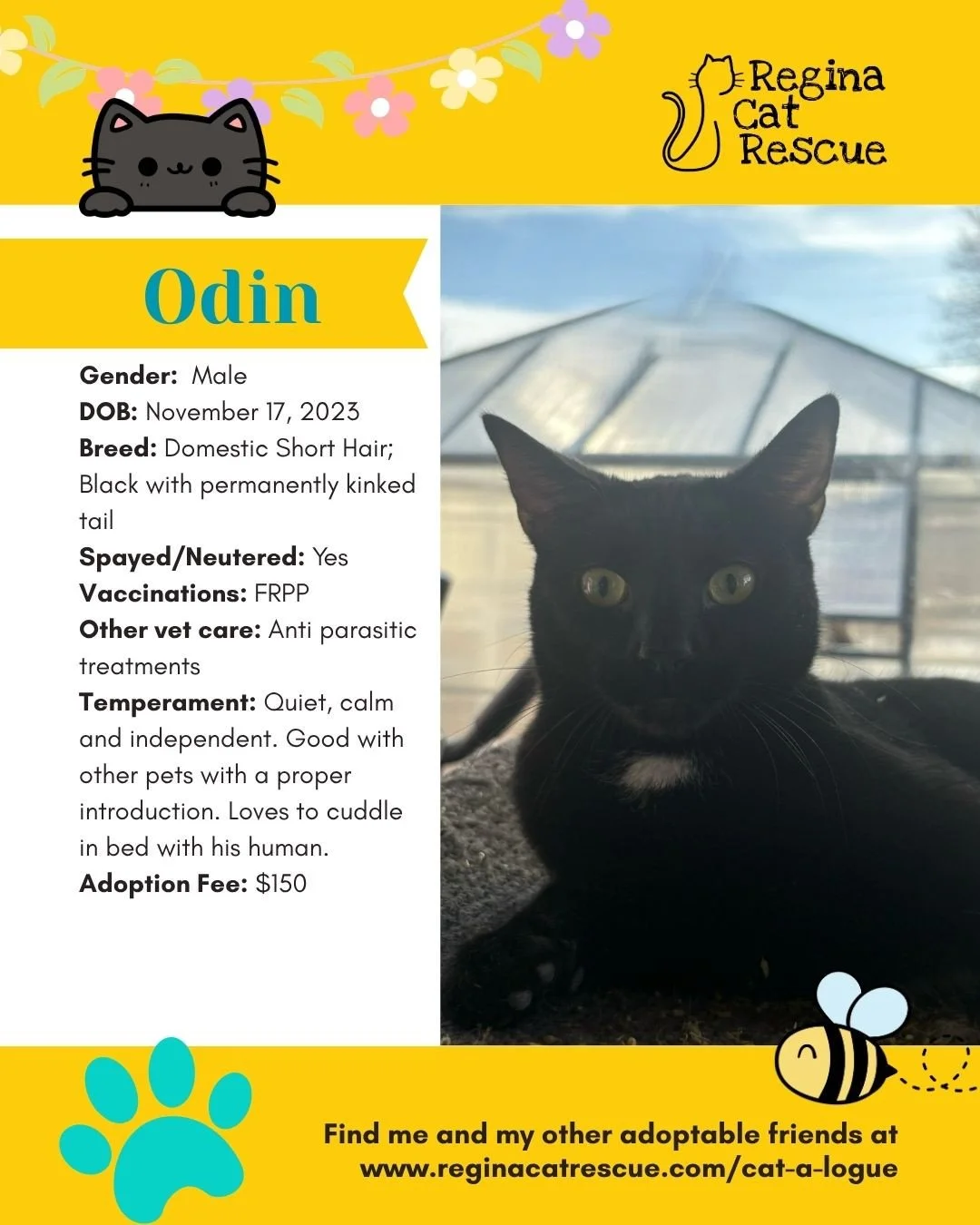 🌷🐣 Hoppy April! 🐣🌷⁠
⁠
Spring is in the air, the snow is melting, and love is blooming at Regina Cat Rescue! 💛 Just like Easter eggs, some of the sweetest surprises are waiting to be discovered, and ours happen to have whiskers, toe beans, and th