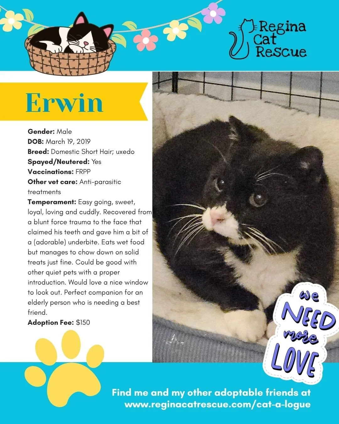 🌷🐣 Hoppy April! 🐣🌷⁠
⁠
Spring is in the air, the snow is melting, and love is blooming at Regina Cat Rescue! 💛 Just like Easter eggs, some of the sweetest surprises are waiting to be discovered, and ours happen to have whiskers, toe beans, and th