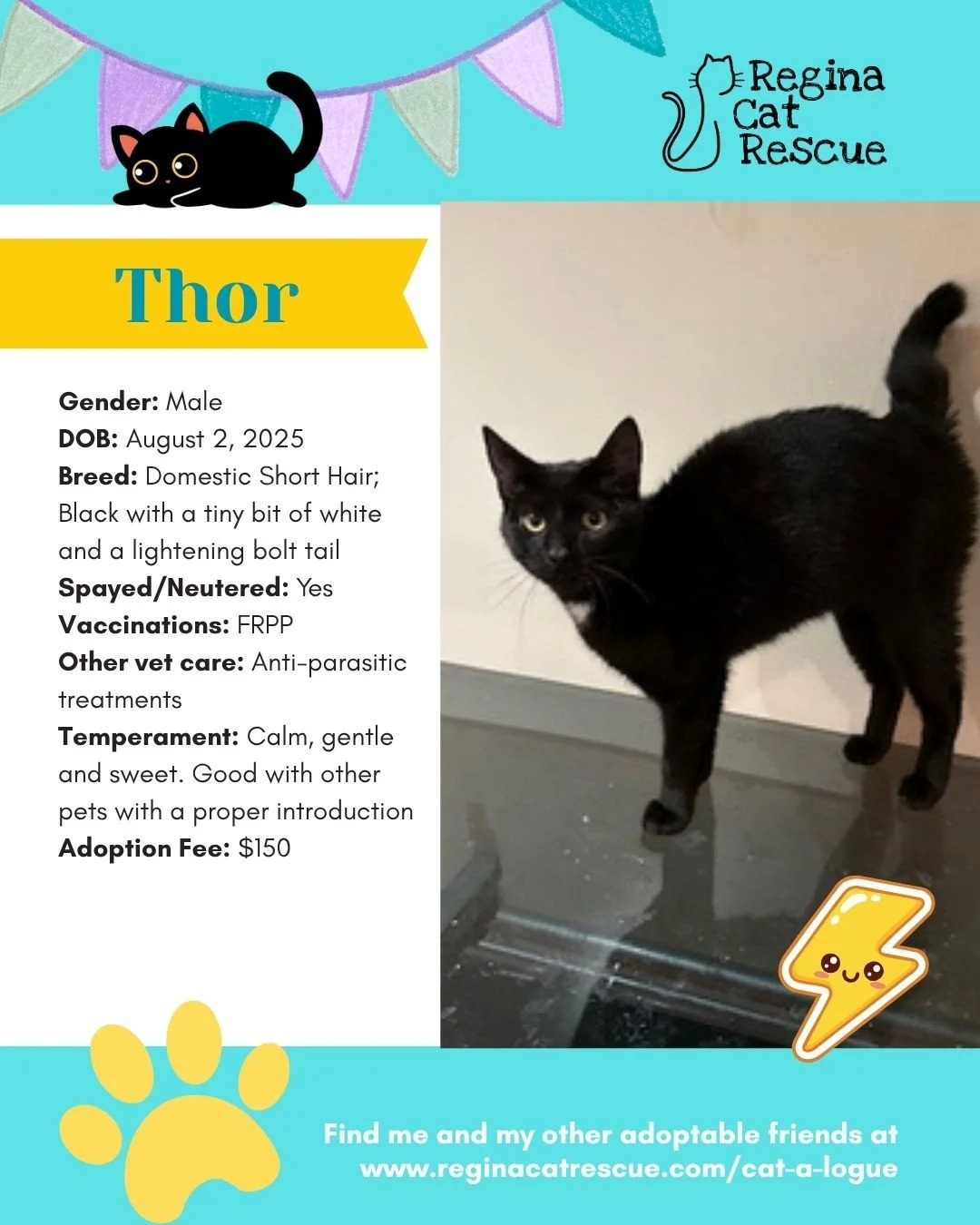 🌷🐣 Hoppy April! 🐣🌷⁠
⁠
Spring is in the air, the snow is melting, and love is blooming at Regina Cat Rescue! 💛 Just like Easter eggs, some of the sweetest surprises are waiting to be discovered, and ours happen to have whiskers, toe beans, and th