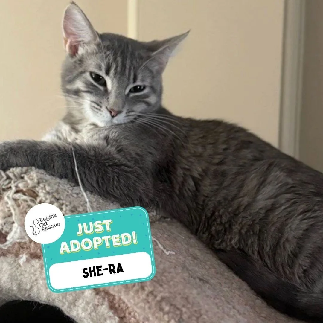 Recent Adoption Update! ✨⁠ ⁠
⁠
We are thrilled to share that 4 more cats/kittens have found their forever homes! 🏡⁠
⁠
💖⁠ 🐾 Thank you to the amazing adopters who opened their hearts and homes to these deserving cats. ⁠
⁠
💕 Every adoption means RCR