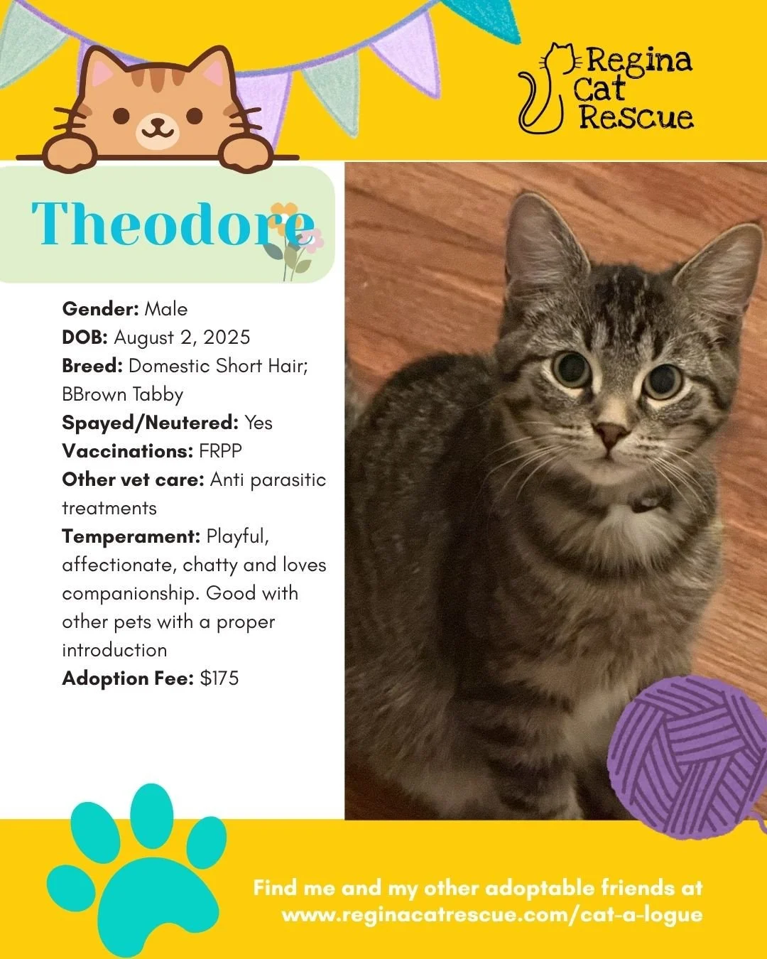 🌷🐣 Hoppy April! 🐣🌷⁠
⁠
Spring is in the air, the snow is melting, and love is blooming at Regina Cat Rescue! 💛 Just like Easter eggs, some of the sweetest surprises are waiting to be discovered, and ours happen to have whiskers, toe beans, and th