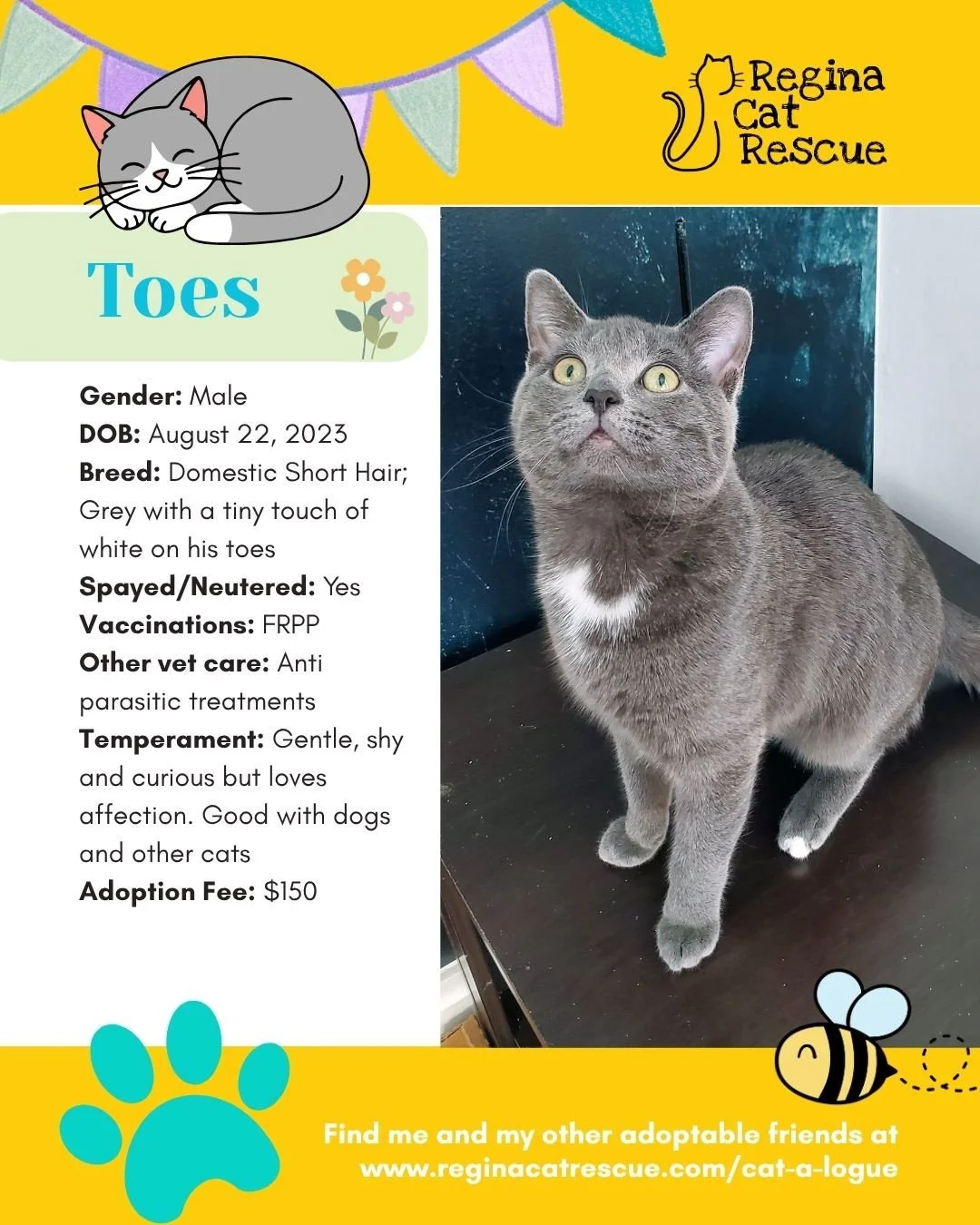 🌷🐣 Hoppy April! 🐣🌷⁠
⁠
Spring is in the air, the snow is melting, and love is blooming at Regina Cat Rescue! 💛 Just like Easter eggs, some of the sweetest surprises are waiting to be discovered, and ours happen to have whiskers, toe beans, and th